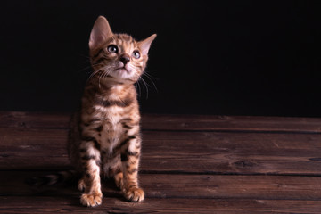 Fototapeta na wymiar Bengal kitten on wooden table, black background, low key