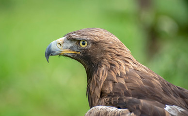 águilas cabezas plumas picos rapaces ojos vista 
