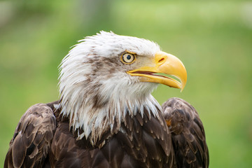 águilas cabezas plumas picos rapaces ojos vista 