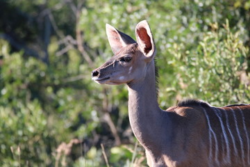 Kudu looking out