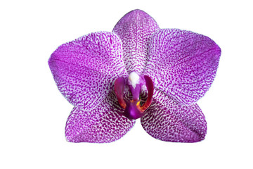 Fototapeta na wymiar single isolated of purple violet of phalaenopsis orchid flower white background