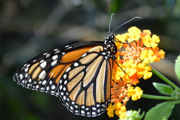 Papillon entrain de butiner sur une fleur