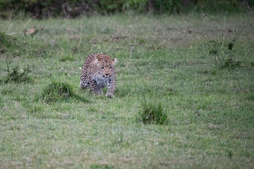 leopard on the prowl