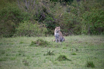 Leopard sitting in the grass
