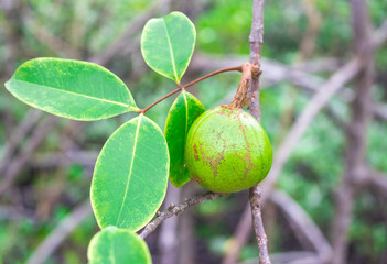 Green fruit of Xylocarpus moluccensis (Lamk) M.Roem on tree in the mangrove forest of Thailand