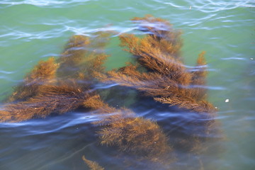 海面の下で揺れる海藻類(宮城県)