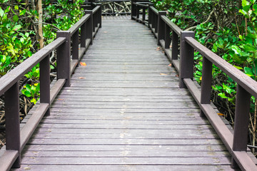 Long wood bridge or wooden walkway with mangrove trees and green leaves in the mangrove forest of Thailand