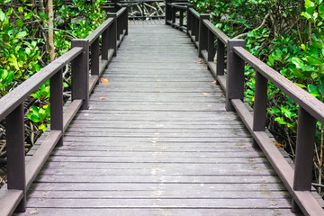 Fototapeta premium Long wood bridge or wooden walkway with mangrove trees and green leaves in the mangrove forest of Thailand