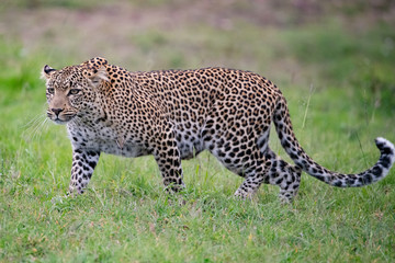 profile of a walking leopard
