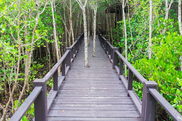 Fototapeta na wymiar Long wood bridge or wooden walkway with mangrove trees and green leaves in the mangrove forest of Thailand