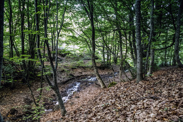 Spring Forest. Stream in the mountain forest. Natural beauty. Nature of Crimea. Ukraine	