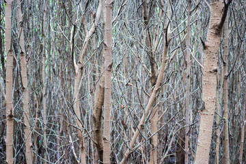 The upright trunks of the mangrove tree (Rhizophora Apiculata) in the mangrove forest with selective focus