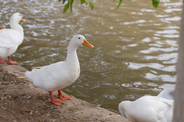 Close up Pekin or White Pekin ducks are standing along the canal and having a water background in the canal.
