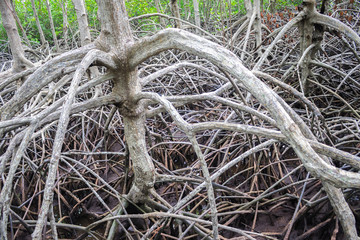 Pattern of Prop roots or Buttress roots of the mangrove tree (Rhizophora Apiculata) in mangrove forest of Thailand
