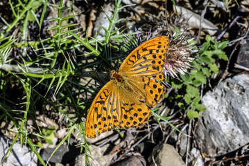  Insect. Butterfly. Natural beauty.  Crimean nature. Beautiful background