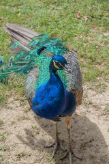 beautiful peacock in the wild