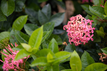 Beautiful Pink flower Ixora coccinea or Bunga Soka or Asoka that is in the middle of the light green leaf.