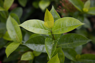 Fototapeta na wymiar Close up Young Shoot Light green leaf of Ixora coccinea or Bunga Soka or Asoka.
