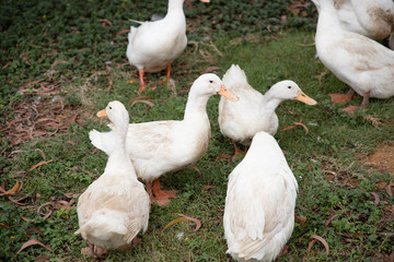 A flock of Pekin or White Pekin ducks with a yellow mouth on a green grass.