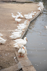 A flock of Pekin or White Pekin ducks are standing along the canal. The water in the canal doesn't look clean.