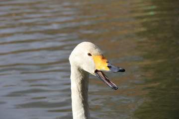 クチバシを開けた白鳥の頭部(宮城県)