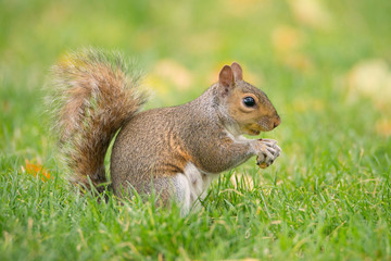Squirrel on a green meadow eating nuts