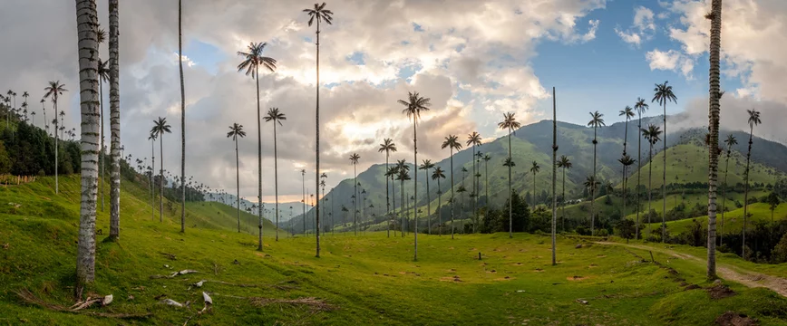 Panorama de la vallée de Cocora avec ses palmiers géant prés de Salento, Colombie
