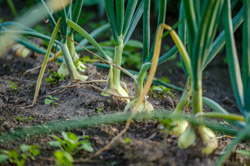 eco gardening, country garden with vegetables, onion, potatos and carrot growing. onion
