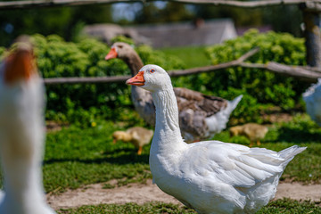 Naklejka na ściany i meble country goose and ducks walking in the garden