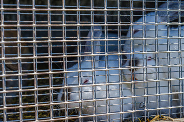 Obraz premium domestic rabbits in the cages behind bars