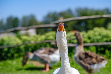 Fototapeta premium country goose and ducks walking in the garden
