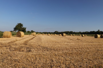 Fototapeta premium Ein Feld mit Hauballen
