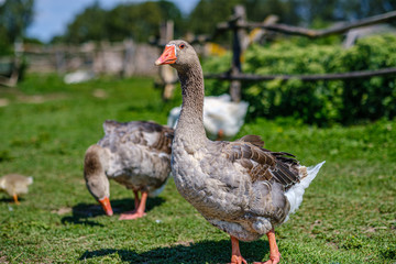 country goose and ducks walking in the garden