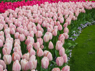 Beautiful tulips in spring Symbol of the country of the Netherlands