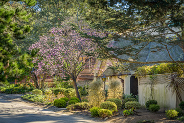 Fototapeta na wymiar A beautyful cherry tree in bloom outside a house in Carmel, California, USA,