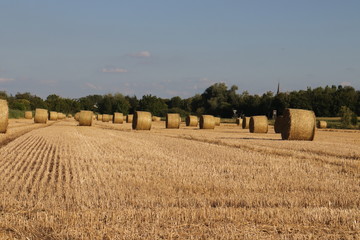 Ein Feld mit Hauballen