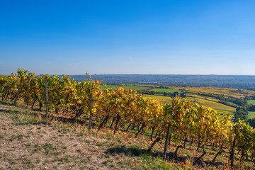 Blick ins Rheingau/Deutschland über einen herbstlich gefärbten Weinberg