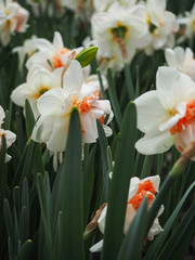 Obraz premium Beautiful tulips in spring Symbol of the country of the Netherlands