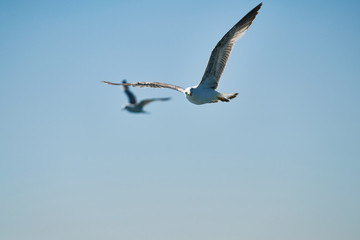 Beautiful seagull flying in the air