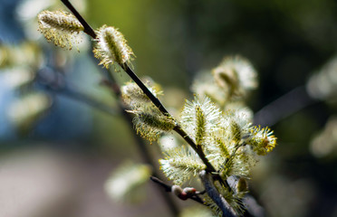 bloom willow in early spring. Allergy fighting concept.