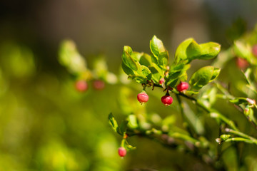 red, not ripe blueberries in early spring.