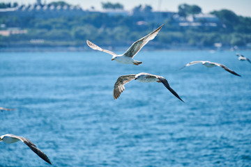 Beautiful seagull flying in the air