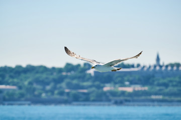 Beautiful seagull flying in the air