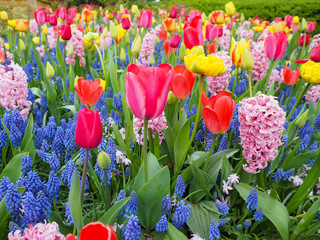 Beautiful tulips in spring Symbol of the country of the Netherlands