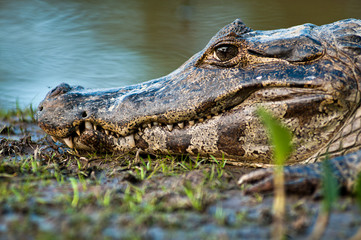 Obraz premium Jacaré