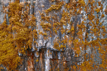 Close-up on a mountain with stones on which grow yellow and orange shrubs and trees on a warm autumn day in beby summer