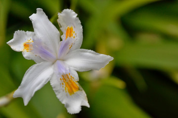 Orquídea Colombiana 