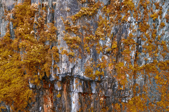 Close-up on a mountain with stones on which grow yellow and orange shrubs and trees on a warm autumn day in beby summer