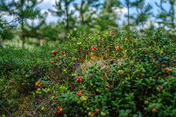 lingonberries cranberries on green moss in forest near dry tree stomps