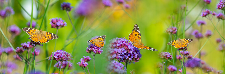 The panoramic view the garden flowers and butterflies Vanessa cardui